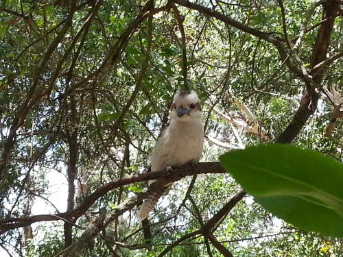 One curious Kookaburra